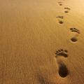 footprints-in-sand